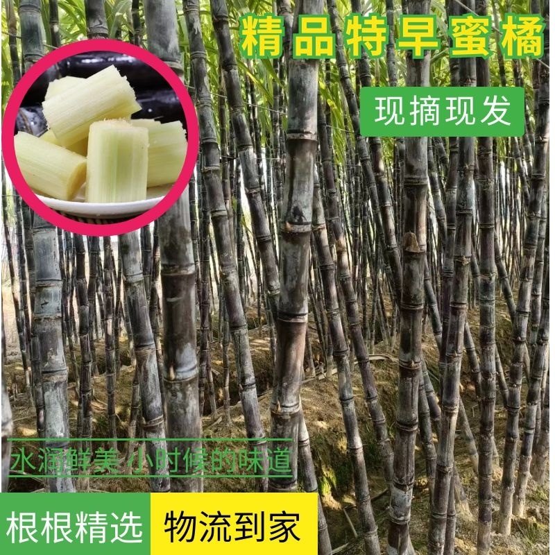 安徽【黑皮甘蔗】肉脆节疏味密水分足糖量高大量供货中