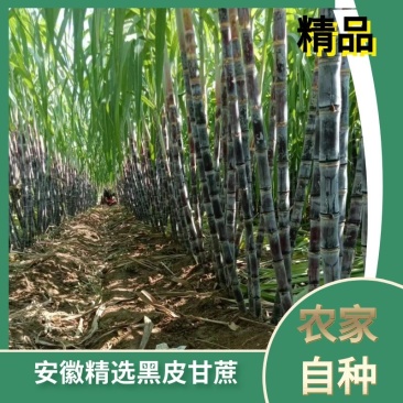 安徽黑皮甘蔗欢迎全国的老板前来考察口感脆甜大量批发供应