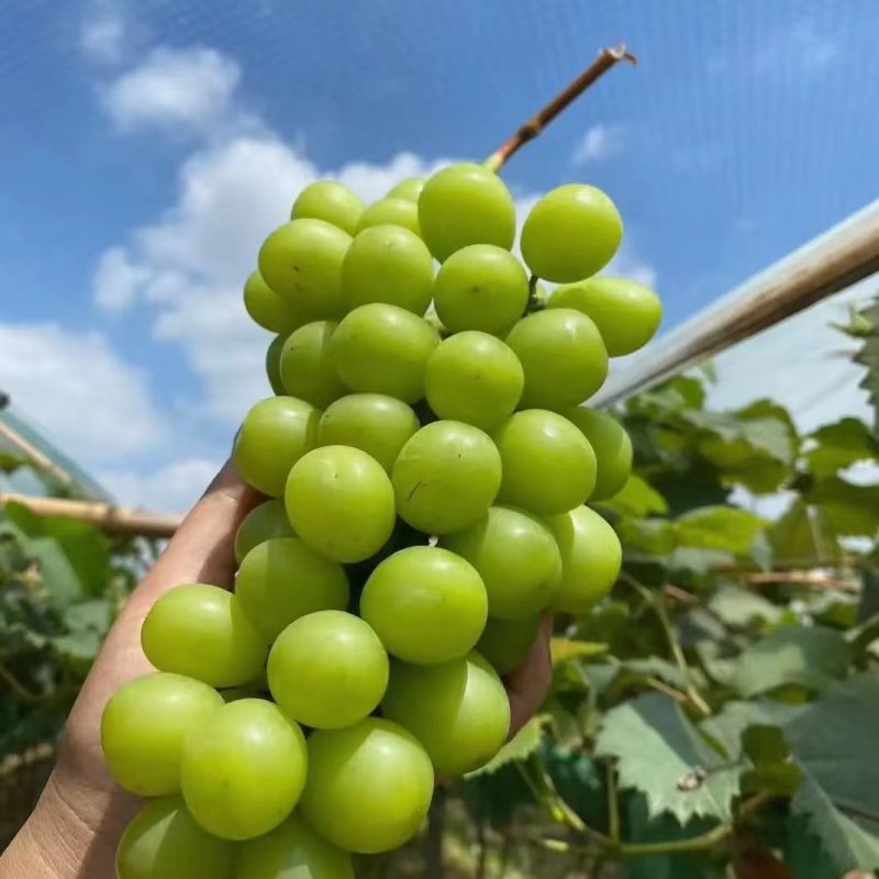 陕西大荔葡萄阳光玫瑰葡萄高品质真实价格保质保量