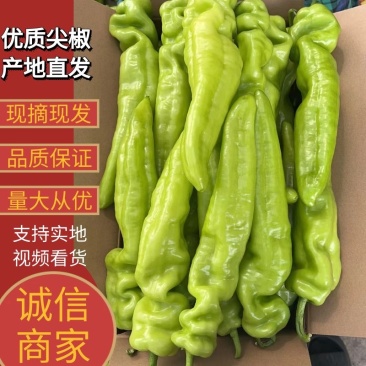 【优质】辣椒尖椒货源充足价优十五年代办经营诚信