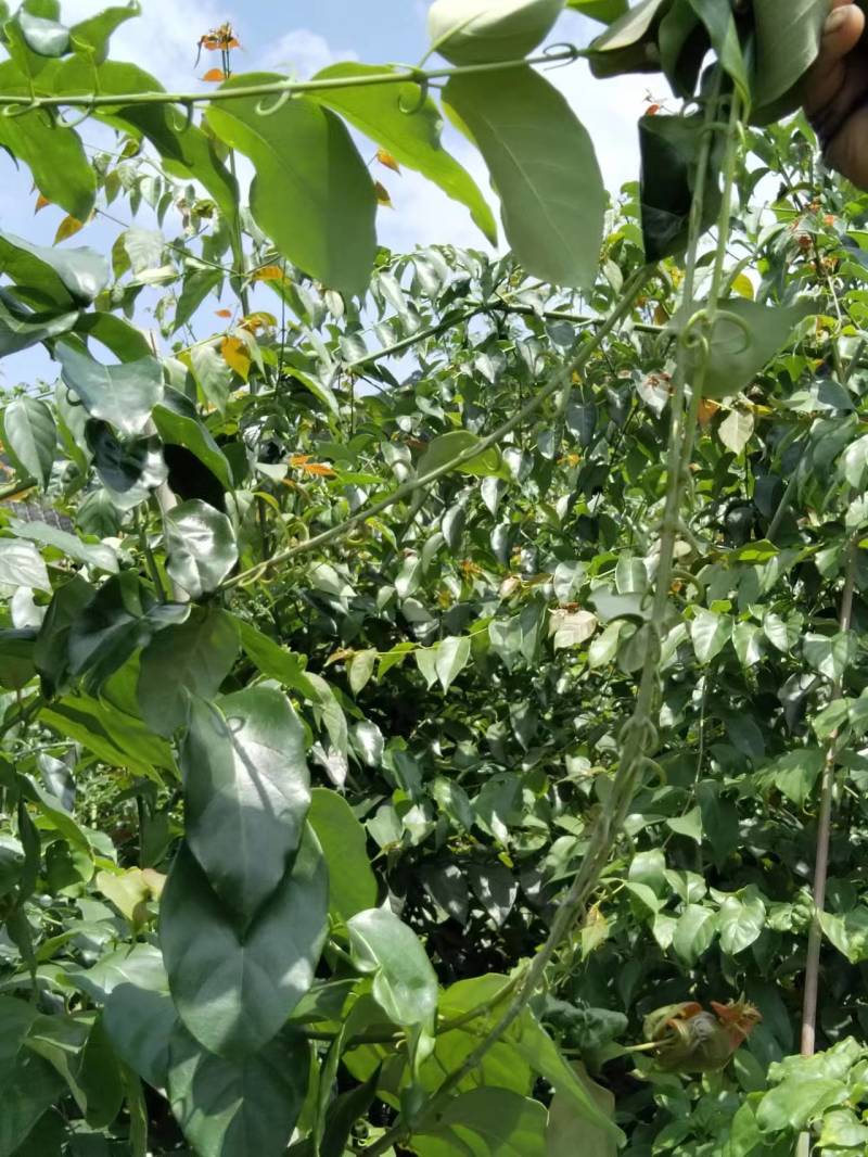 湖南金钩藤苗基地供货苗子根系发达易成活量大从优电联