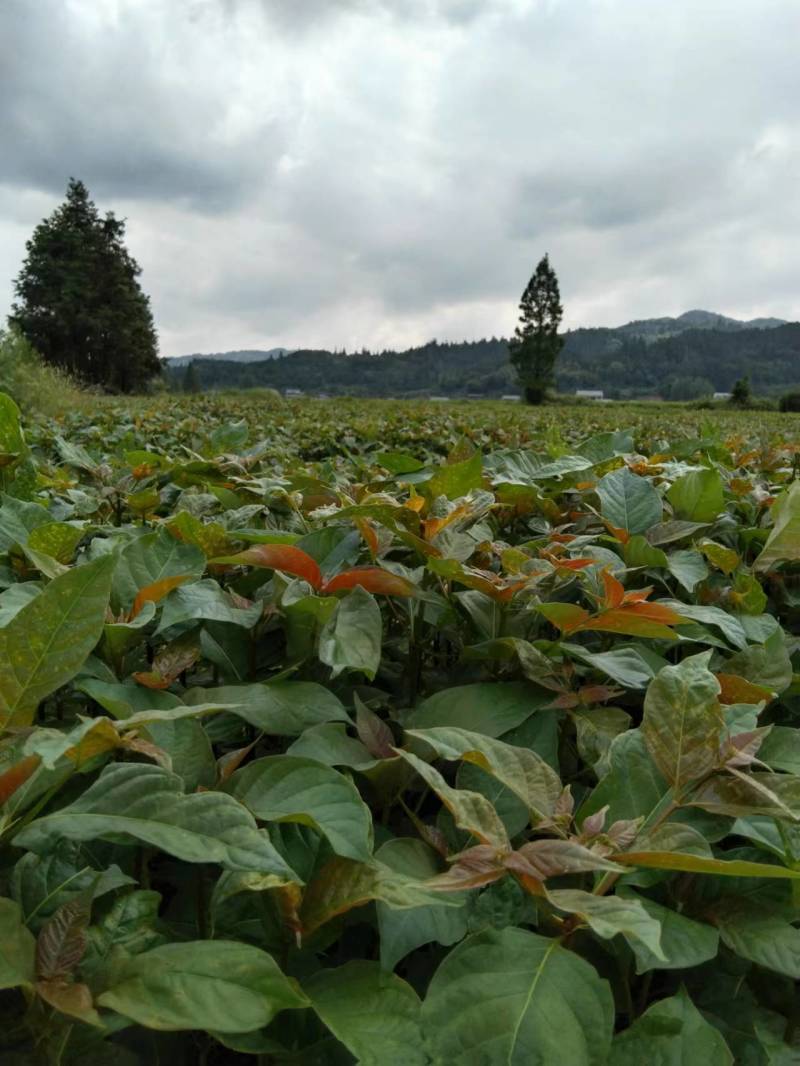 湖南金钩藤苗基地供货苗子根系发达易成活量大从优电联