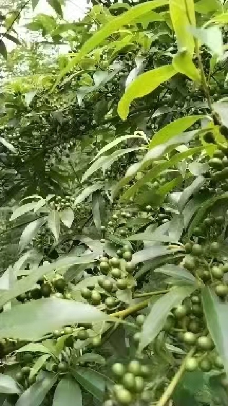 湖南木姜子苗苗子健壮成活率高，产量高苗子货源充足电联
