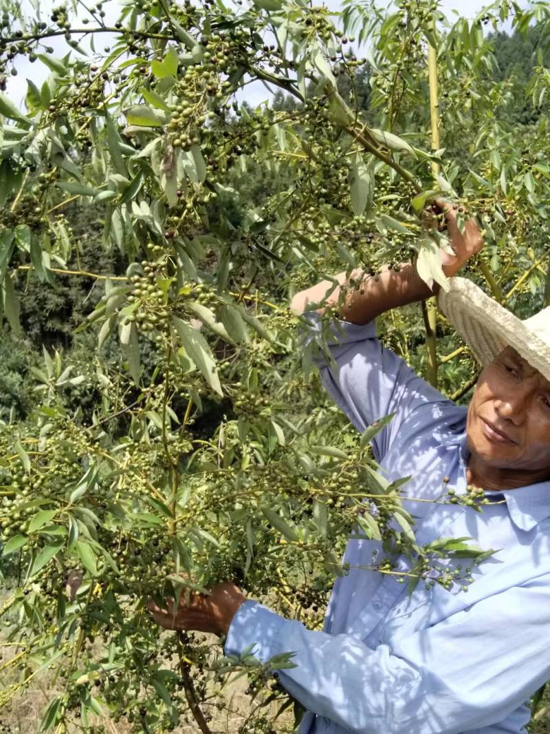 湖南木姜子苗苗子健壮成活率高，产量高苗子货源充足电联