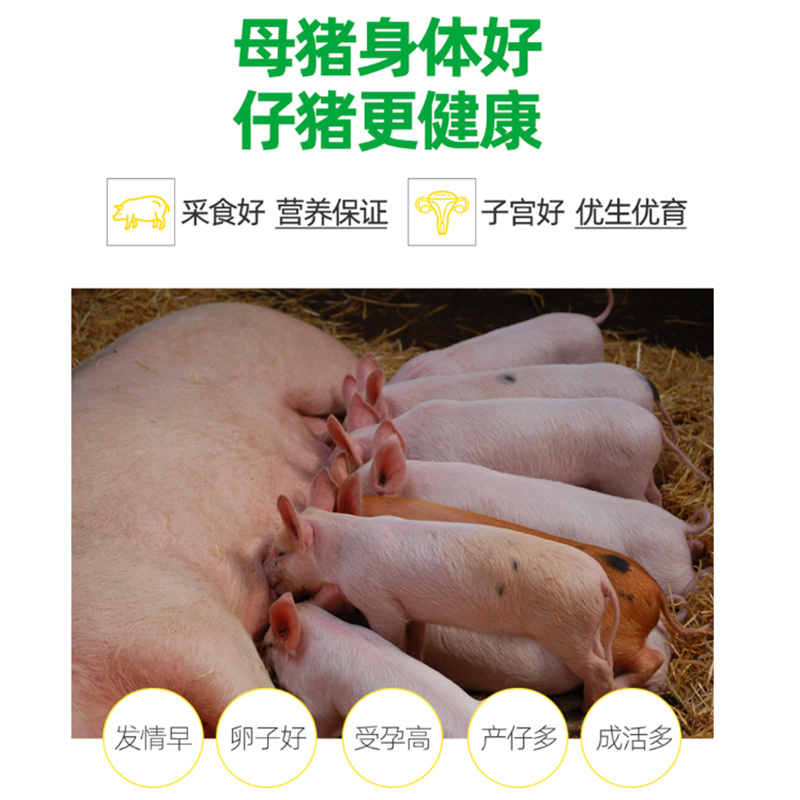 母猪保健饲料套餐母猪四宝产仔多补气血净化排毒母猪4宝