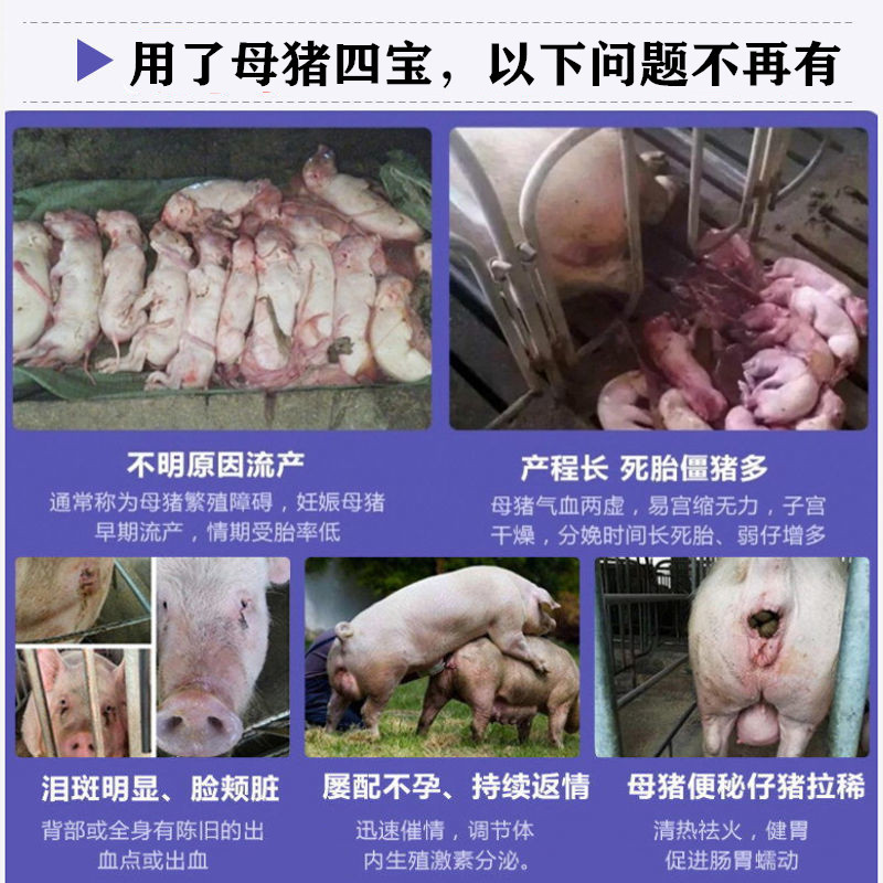 母猪保健饲料套餐母猪四宝产仔多补气血净化排毒母猪4宝