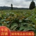 湖南金钩藤苗基地供货苗子根系发达易成活量大从优电联