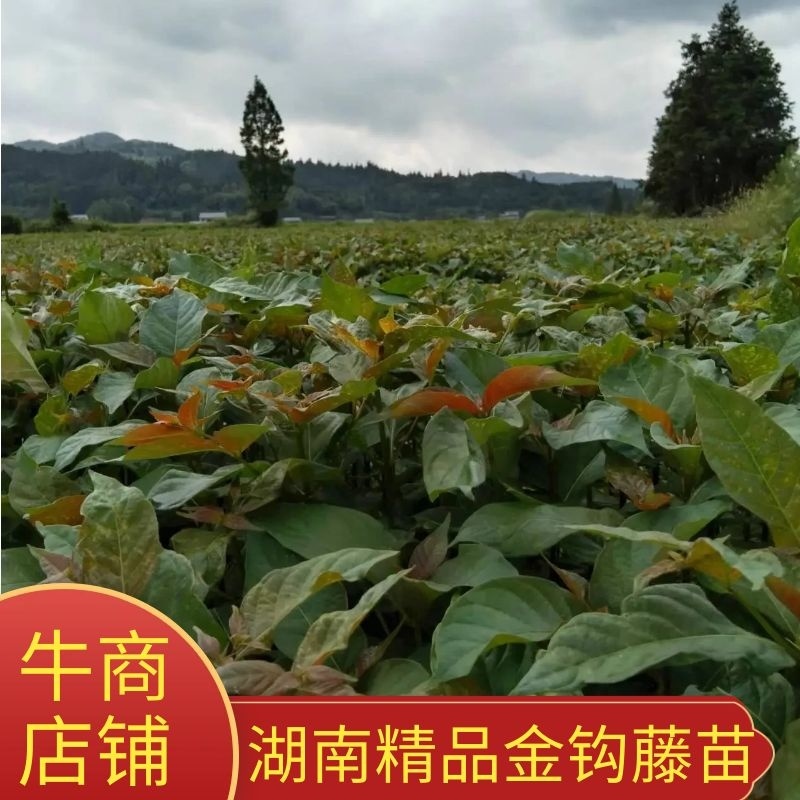 湖南金钩藤苗基地供货苗子根系发达易成活量大从优电联