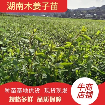 湖南木姜子苗苗子健壮成活率高，产量高苗子货源充足电联