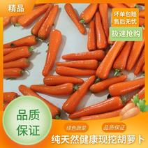 河北水洗三红红萝卜，三红胡萝卜支持各种包装规格可视频