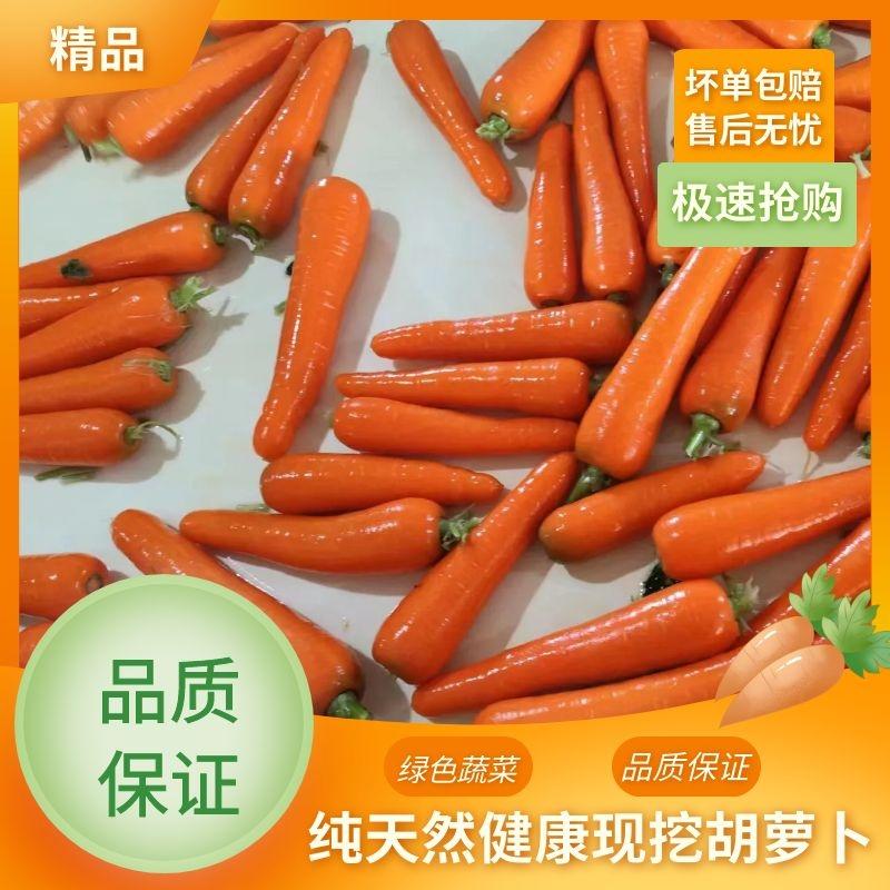 河北水洗三红红萝卜，三红胡萝卜支持各种包装规格可视频看货