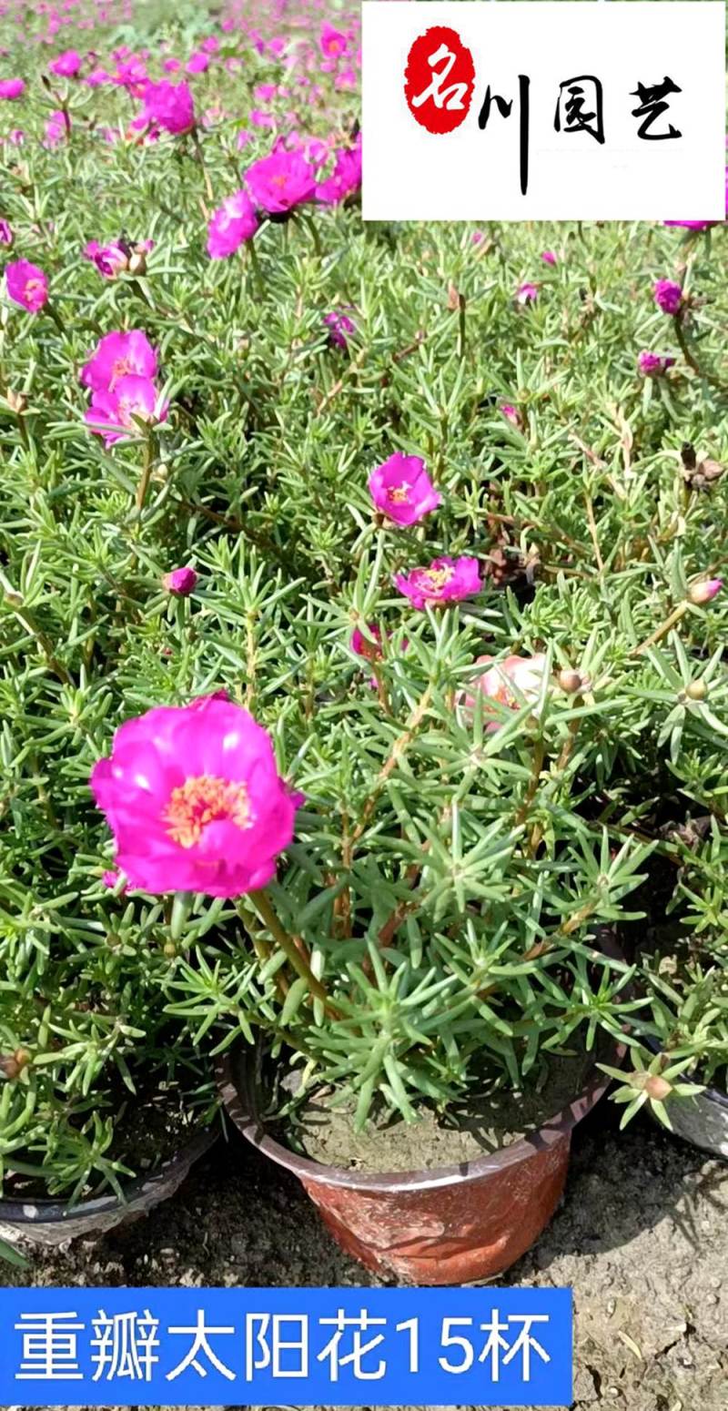 产地直供太阳花杯苗苗圃推荐时令草花太阳花绿化工程苗