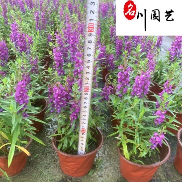 四川香彩雀种植批发基地成都花卉批发认证商家香彩雀绿化