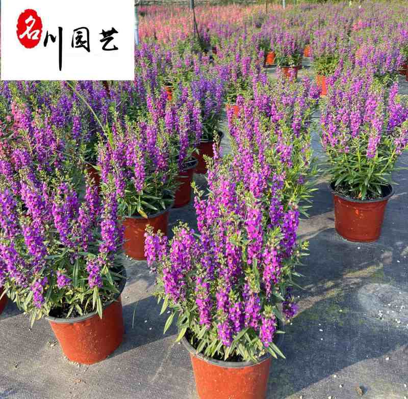 四川香彩雀种植批发基地成都花卉批发认证商家香彩雀绿化