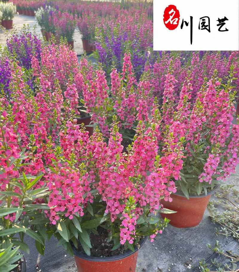 四川香彩雀种植批发基地成都花卉批发认证商家香彩雀绿化