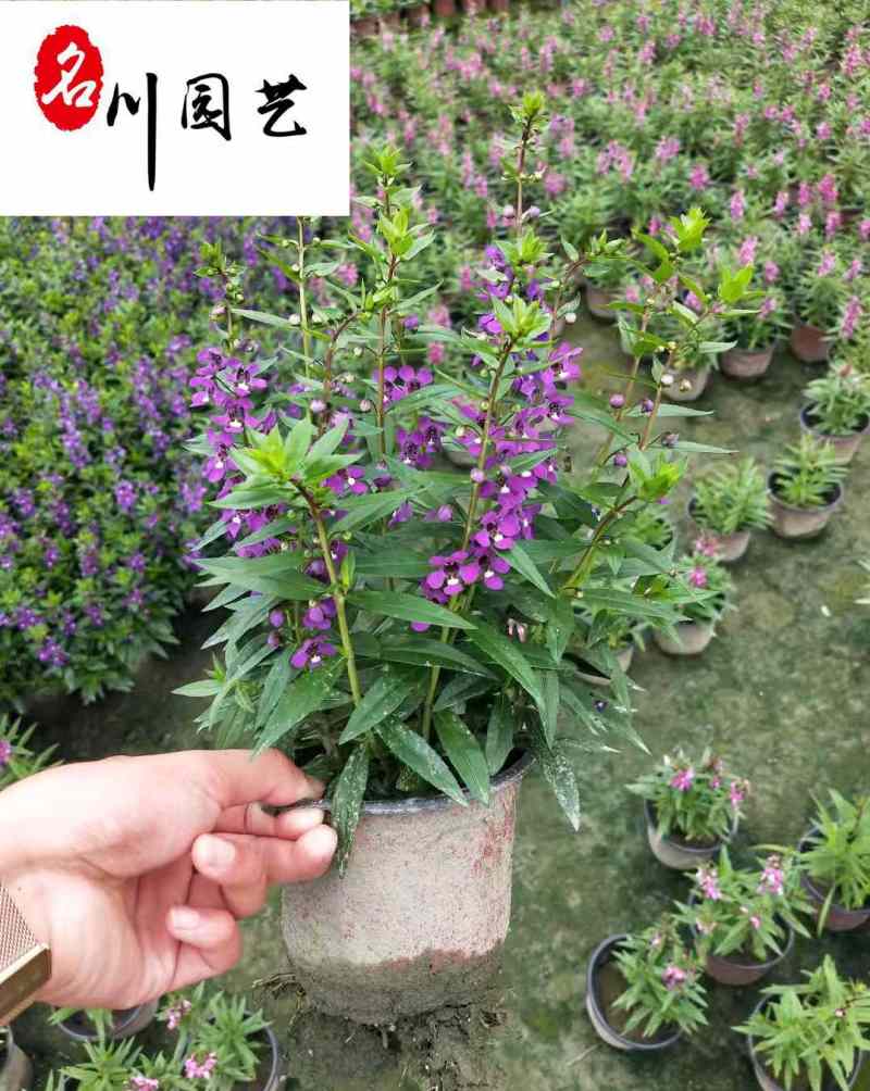 四川香彩雀种植批发基地成都花卉批发认证商家香彩雀绿化