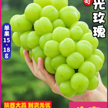 阳光玫瑰葡萄陕西大荔葡萄现摘现发销路好不愁卖