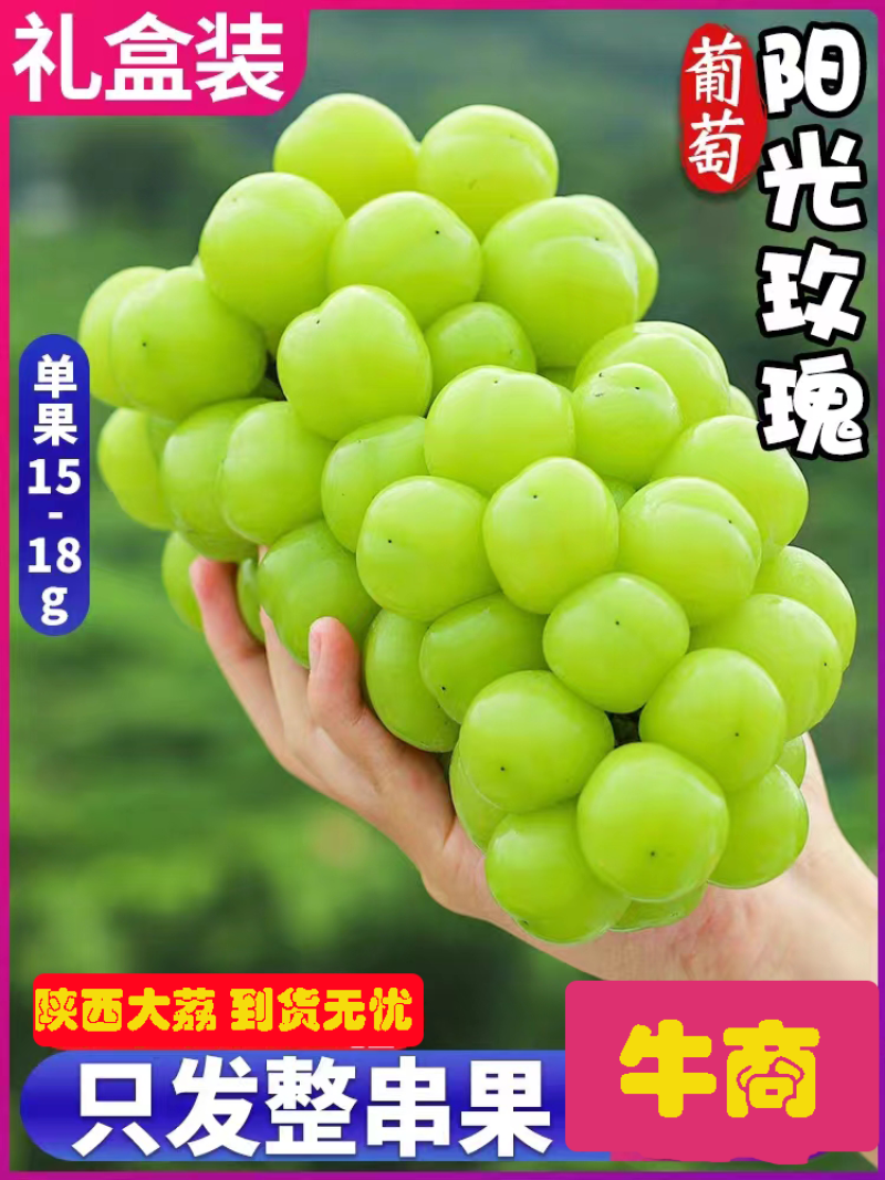 阳光玫瑰葡萄陕西大荔葡萄现摘现发销路好不愁卖