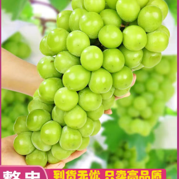 陕西大荔葡萄阳光玫瑰葡萄高品质真实价格保质保量