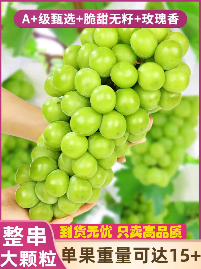 陕西大荔葡萄阳光玫瑰葡萄高品质真实价格保质保量