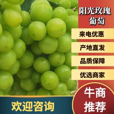 【精品】安徽精品阳光玫瑰产地大量上口感好糖度高果型好欢迎