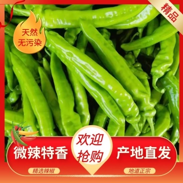 精品【尖椒】鲜辣椒辣度适中对接电商市场商超等各类客户