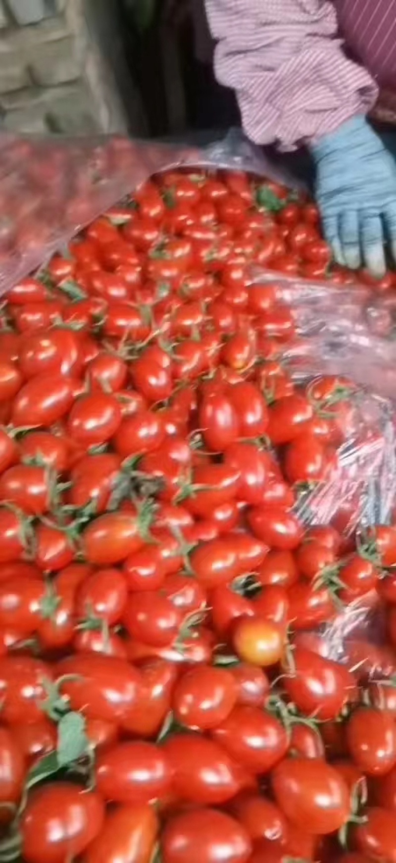 河北精品千禧圣女果大量上市货源充足