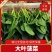 【实力代收】【热卖菠菜】大叶菠菜滨洲惠民万亩基地直供市场