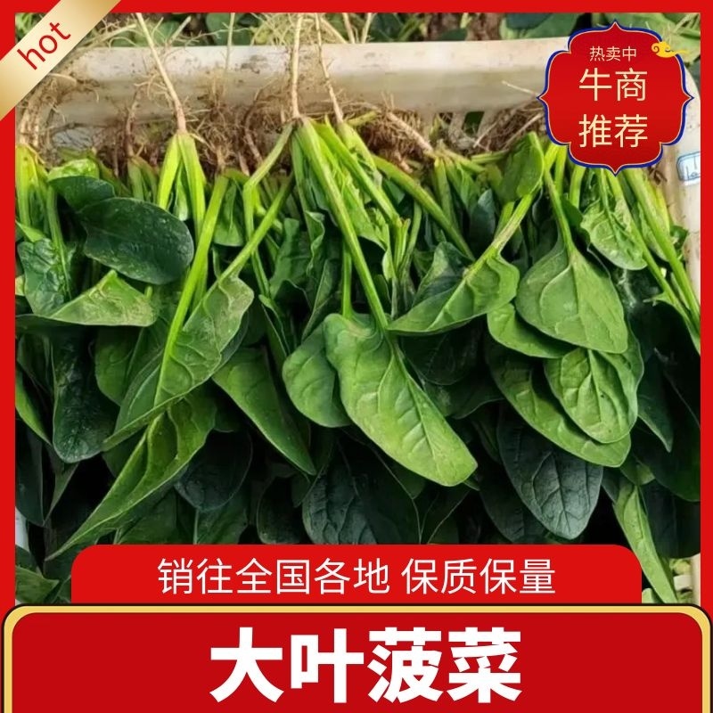 【实力代收】【热卖菠菜】大叶菠菜滨洲惠民万亩基地直供市场