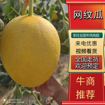 【视频看货】网纹瓜咸龙7号哈密瓜山东产地直发货量充足电联