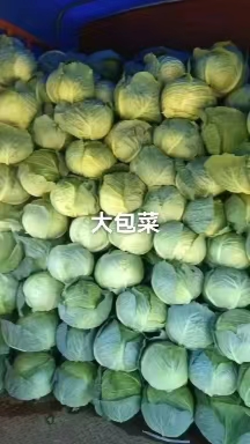 甘蓝圆包菜宁夏包菜产地直发货真价实对接电商欢迎联系