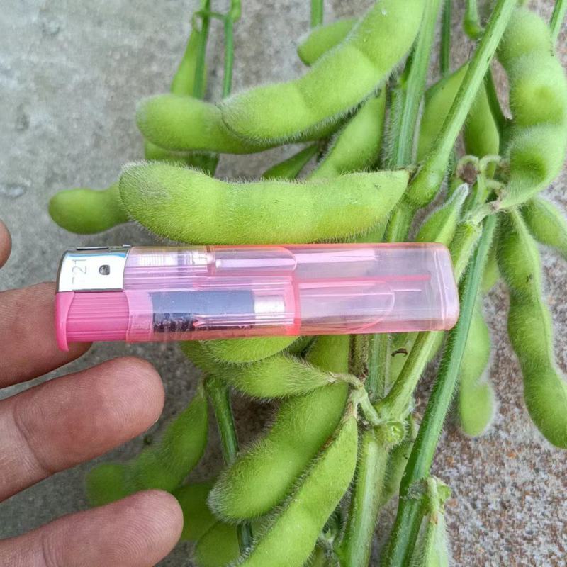 翠绿宝毛豆新鲜毛豆免费看货现摘现发一手货源