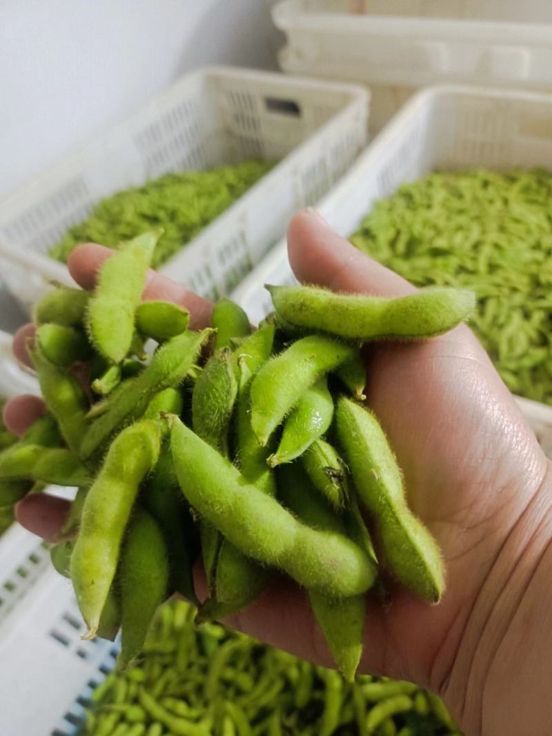 翠绿宝毛豆新鲜毛豆免费看货现摘现发一手货源