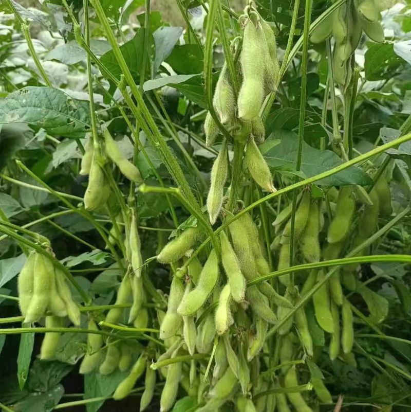 翠绿宝毛豆新鲜毛豆免费看货现摘现发一手货源