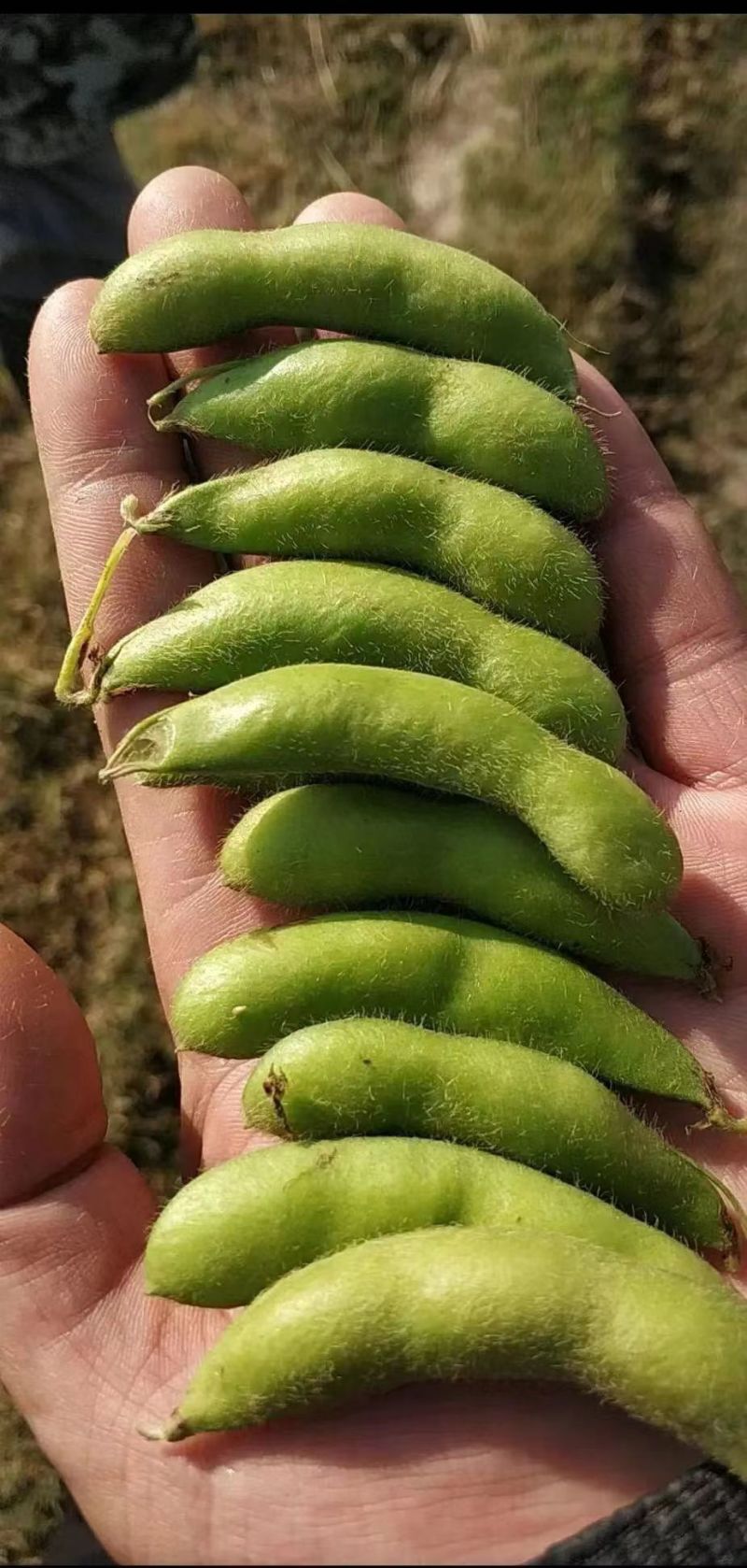 翠绿宝毛豆新鲜毛豆免费看货现摘现发一手货源