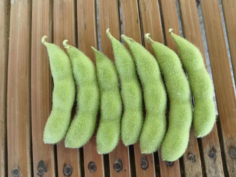 翠绿宝毛豆新鲜毛豆免费看货现摘现发一手货源