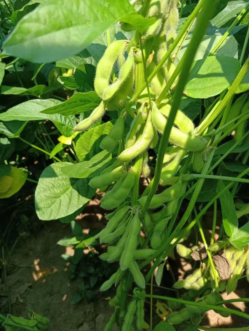 翠绿宝毛豆新鲜毛豆免费看货现摘现发一手货源