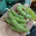 翠绿宝毛豆新鲜毛豆免费看货现摘现发一手货源
