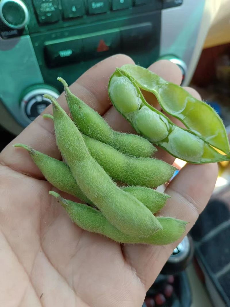 翠绿宝毛豆新鲜毛豆免费看货现摘现发一手货源