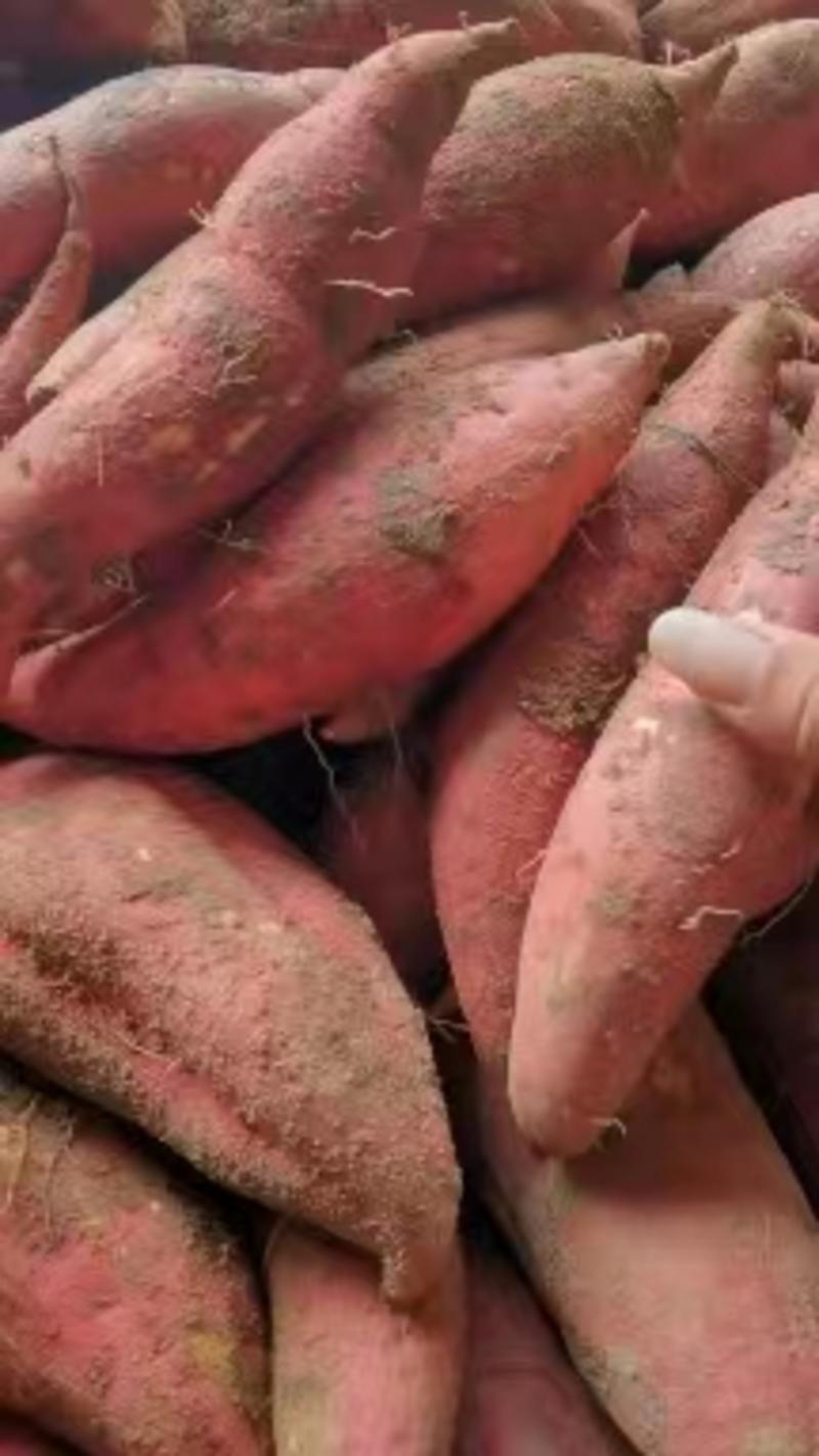 河南精品西瓜红红薯软糯香甜现挖现发可对接商超电商