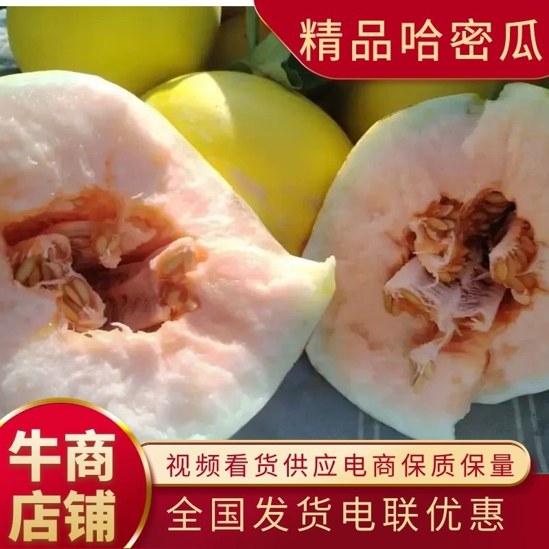 甘肃民勤蜜瓜金红宝蜜瓜产地直发品质保证量大从优