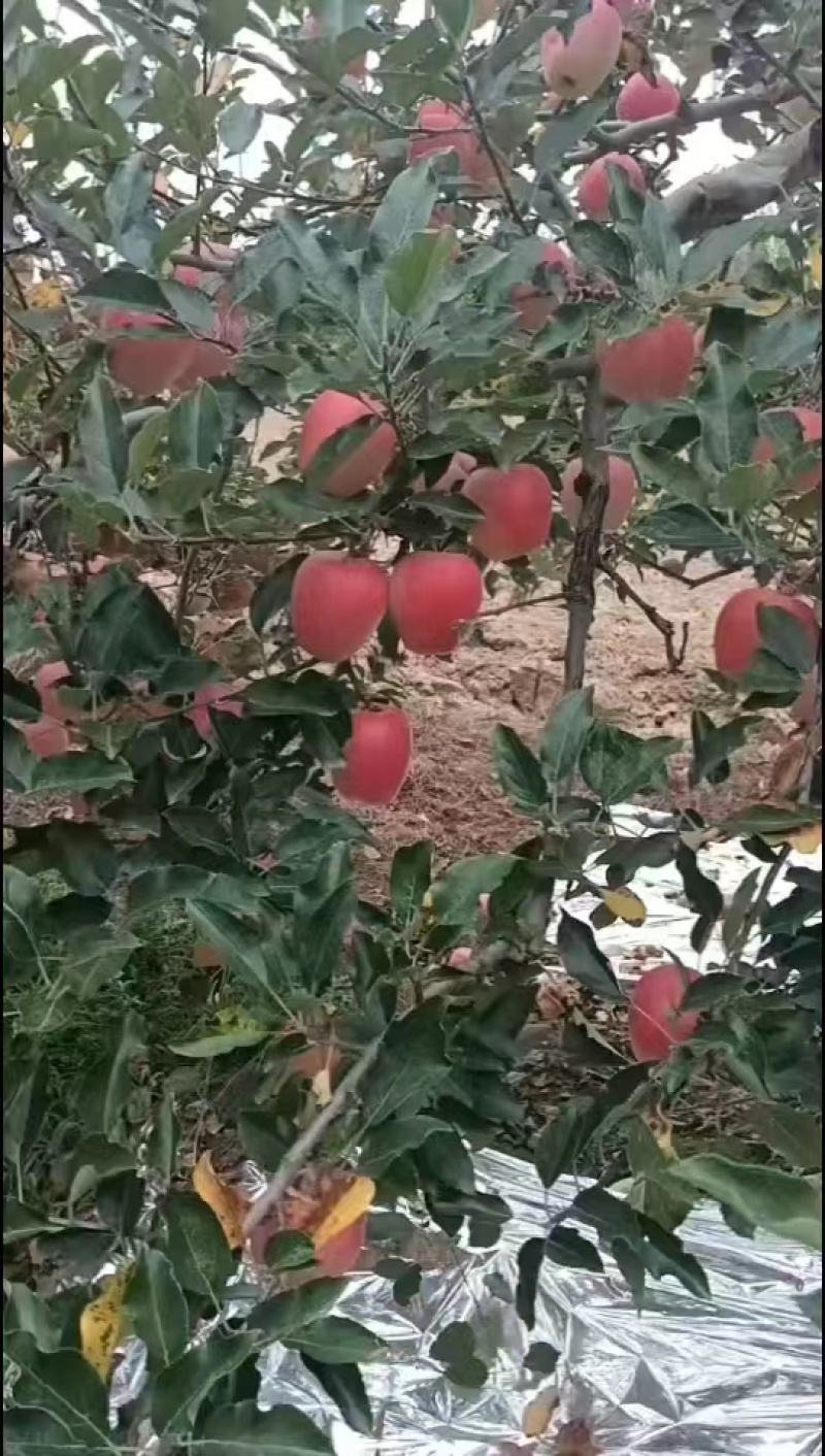 陕西渭南蒲城红富士苹果甜度高一手货源可视频看货欢迎电话订购