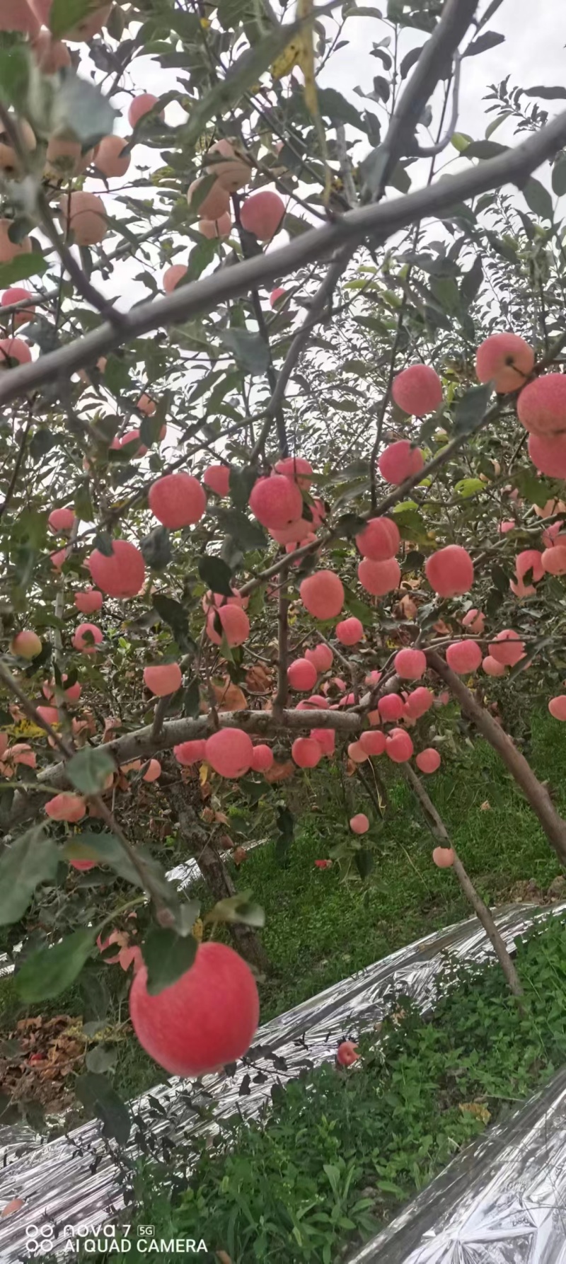 陕西渭南蒲城红富士苹果甜度高一手货源可视频看货欢迎电话订购