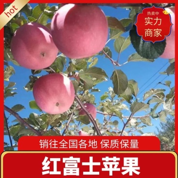 陕西渭南蒲城红富士苹果甜度高一手货源可视频看货欢迎电话订购