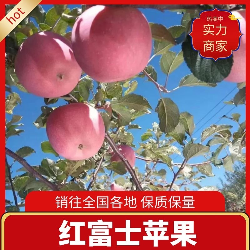 陕西渭南蒲城红富士苹果甜度高一手货源可视频看货欢迎电话订购