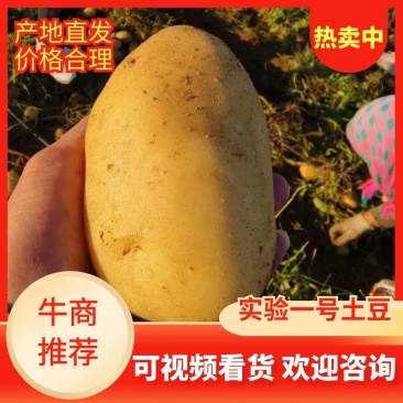 【推荐】内蒙土豆黄心土豆实验一号土豆品类齐全国发