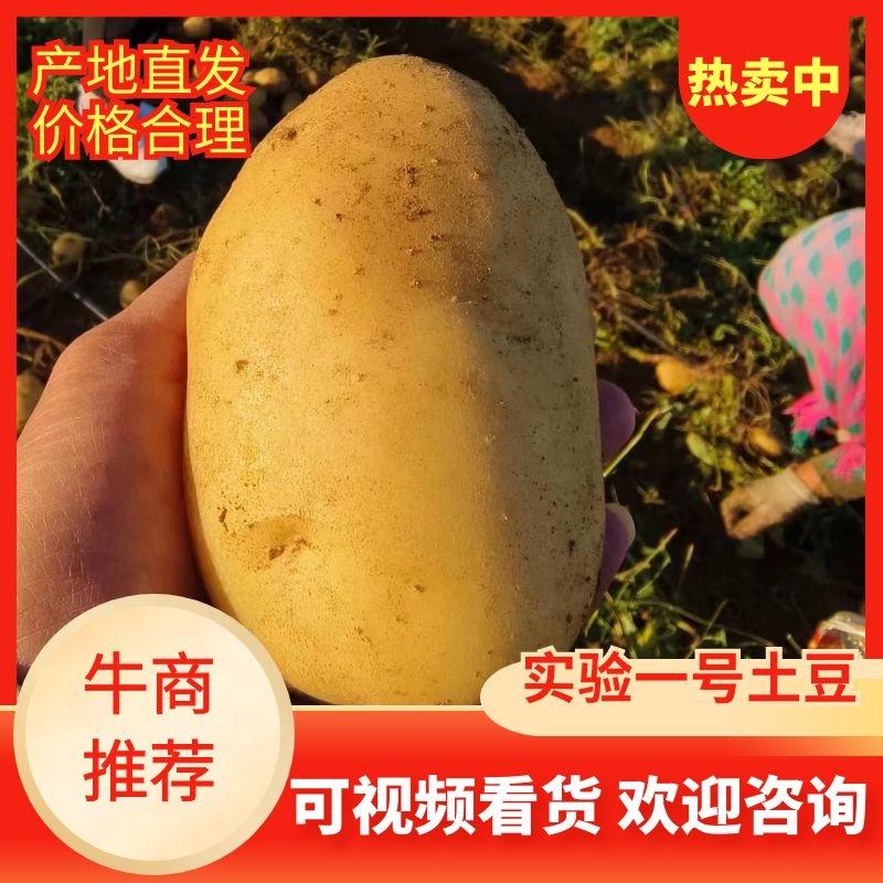 【推荐】承德土豆黄心土豆实验一号土豆品类齐全国发