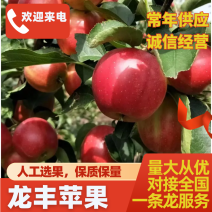 龙丰果，龙丰苹果，黑龙江苹果，大量供应上市