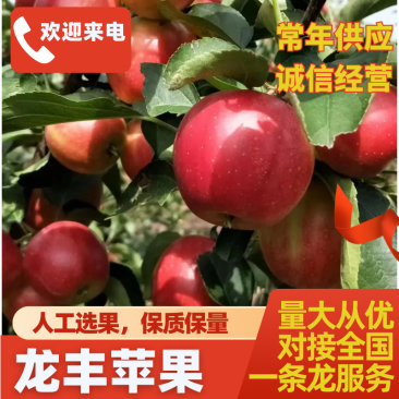 龙丰果，龙丰苹果，黑龙江苹果，大量供应上市
