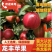 龙丰果，龙丰苹果，黑龙江苹果，大量供应上市